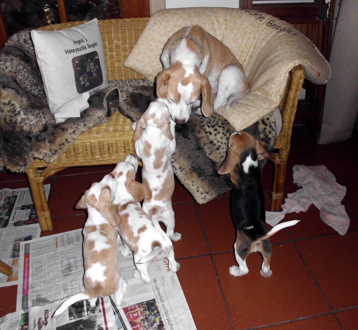 images/roslyn_x-wurf0908251.JPG
