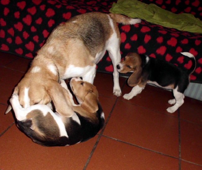 images/w-wurf_paigee_wickie_wilm061123.JPG