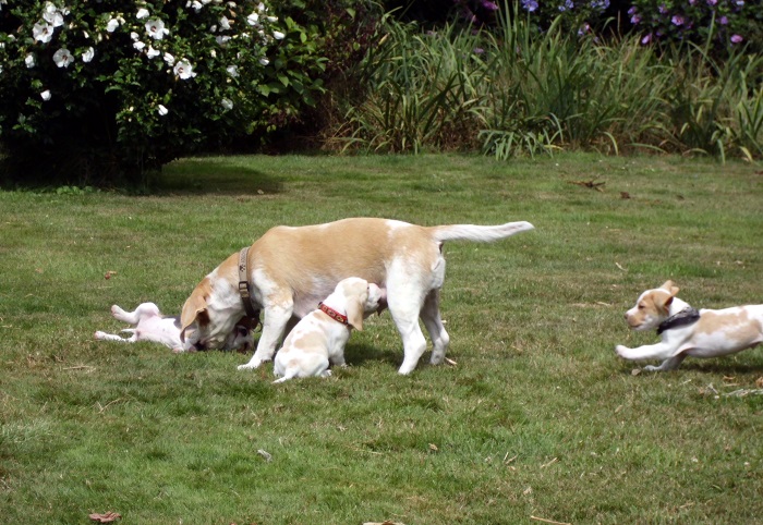images/x-wurf2707251.JPG